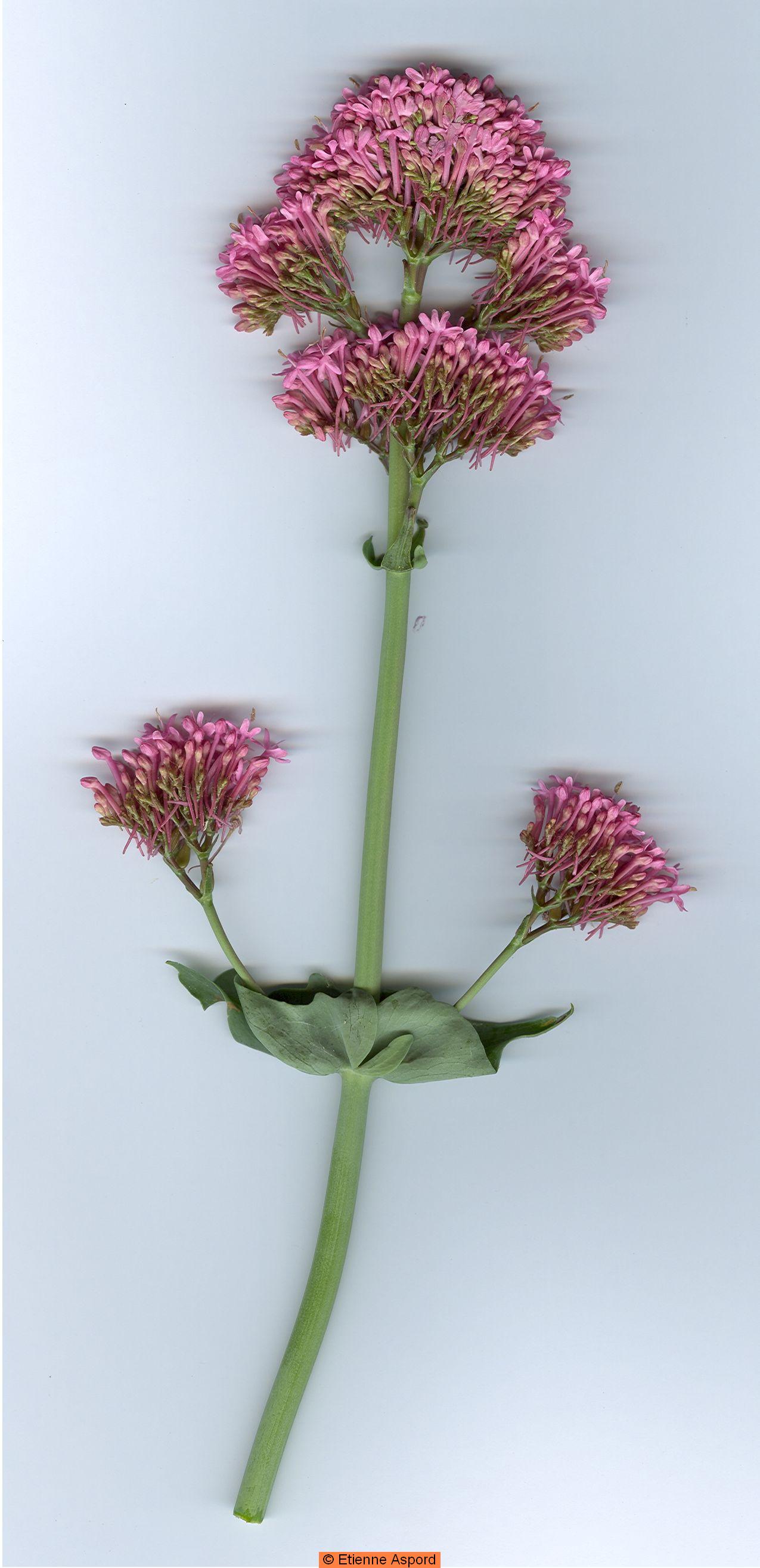 centranthus ruber